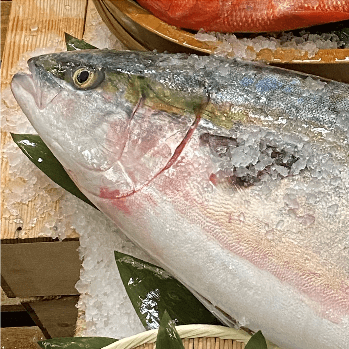 ぶりしゃぶ セット 3～4人前 ブリしゃぶ 寒ブリ ポン酢付き ぶり 鰤しゃぶ 海鮮しゃぶしゃぶ